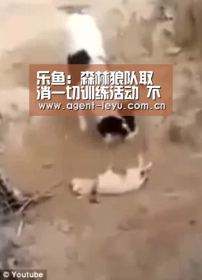 乐鱼:森林狼队取消一切训练活动 不想看到巴特勒扰乱军心(图1) 乐鱼体育链接