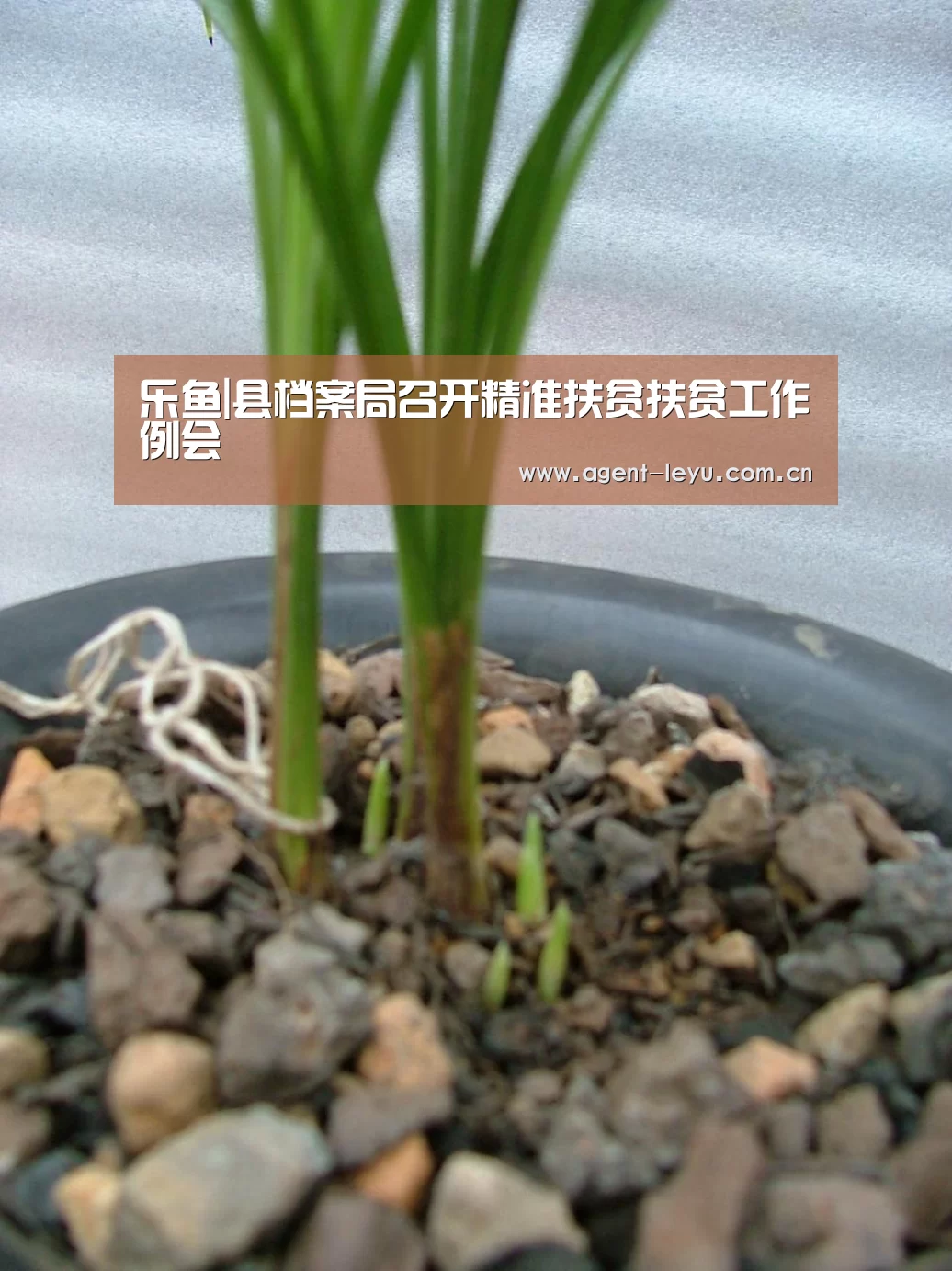 乐鱼|县档案局召开精准扶贫扶贫工作例会(图2)